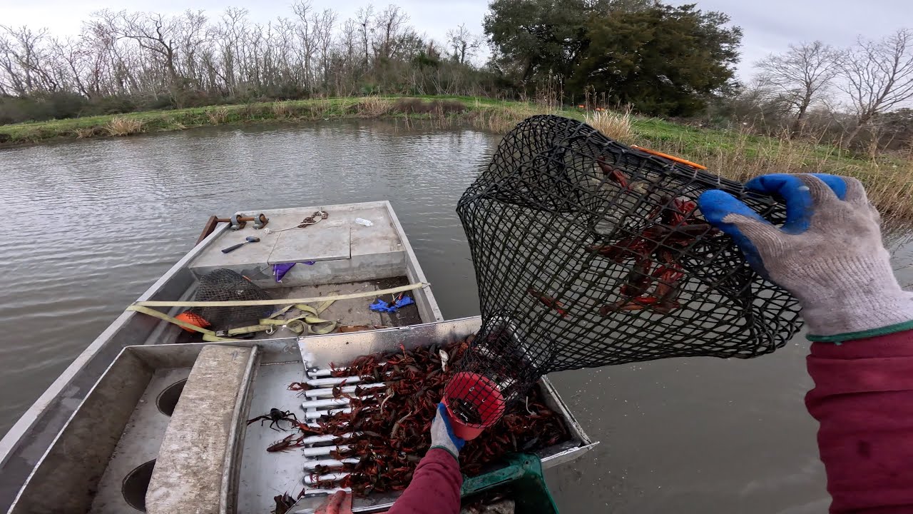 LOUISIANA CRAWFISH SEASON 2025!!