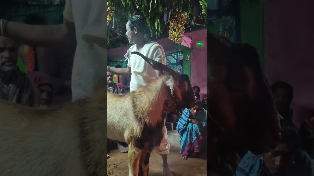🙏Palla prasad rao Golla CHADHUVU ch guda 🔥 jai Gangamma talli 💫
