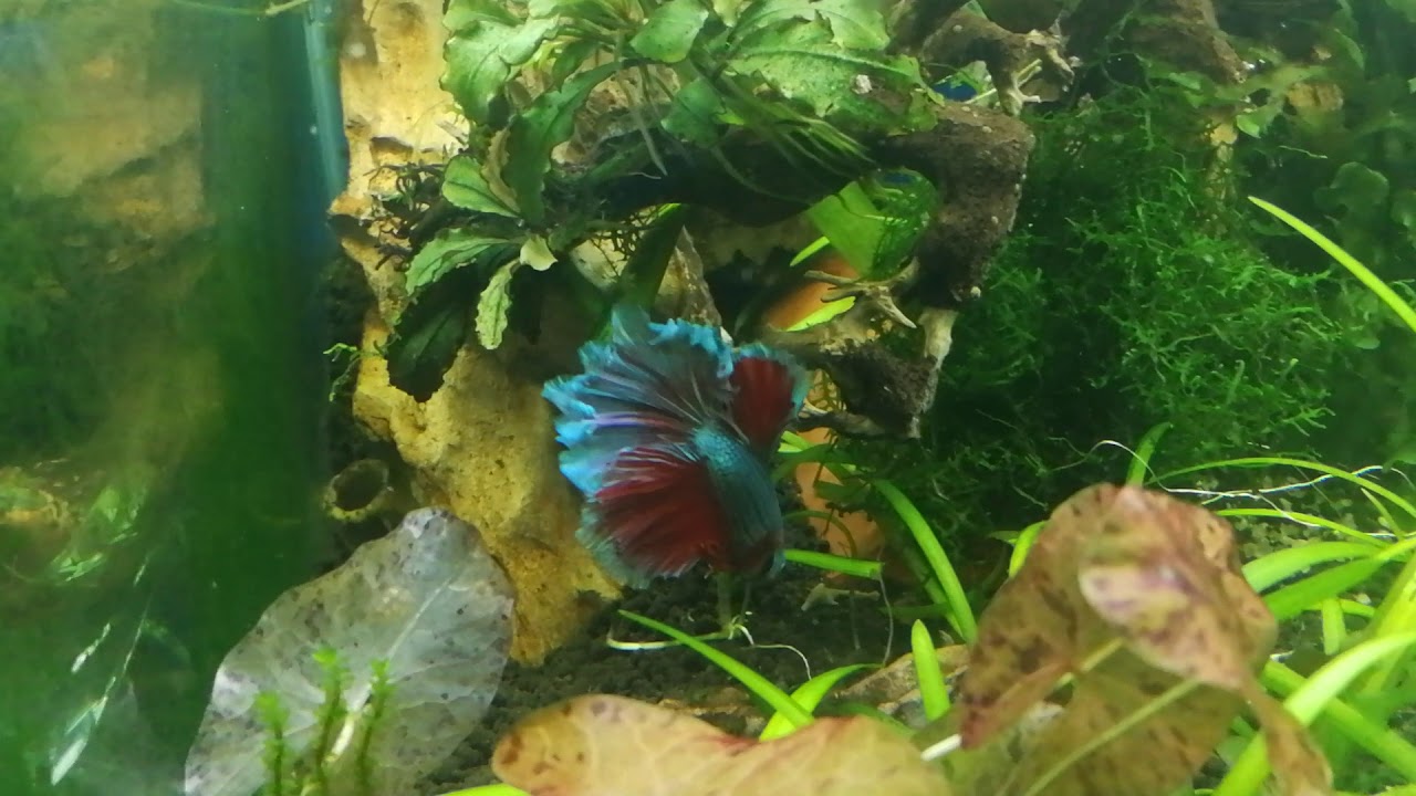 Meto un betta en un acuario de gambas y pasa esto!!!?