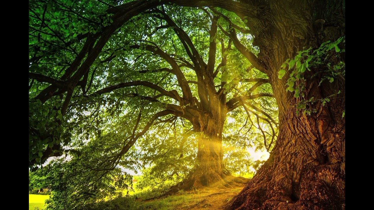 Ambient Video Art TV 1 Hour Calming  Loop for Relaxation & Focus