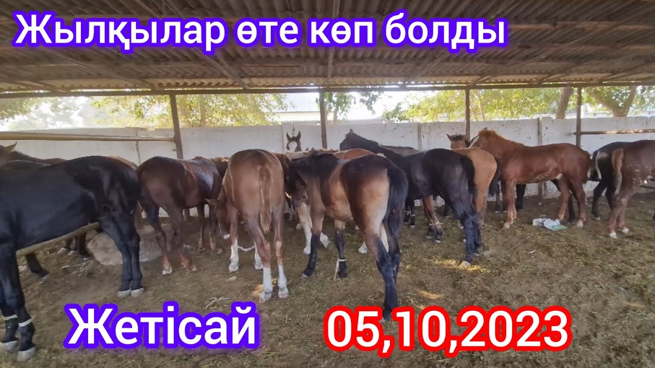 Жетісай мал базары. Жылқылардың бағасы..05,10,2023,