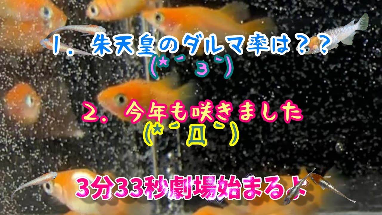 【メダカ】朱天皇のダルマ率は？？ (*&acute;з`)・・・今年も咲きました (*&acute;Д｀)