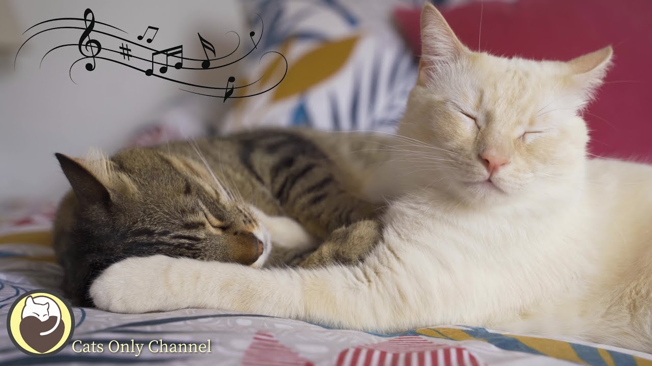 Music for Cats - Calming Sleep Music with Cat Purring Sounds