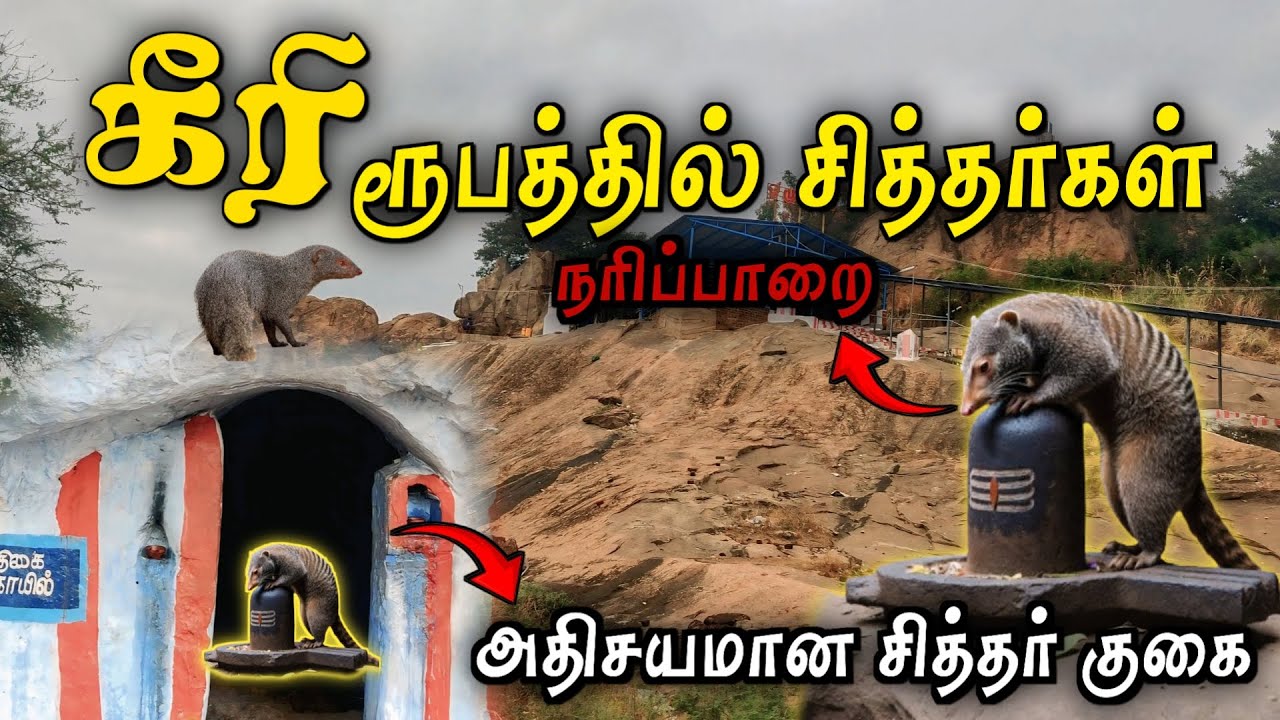 கீரி ரூபத்தில் சிவனை வழிபடும் சித்தர்கள் 😱 நரிப்பாறை சித்தர் குகை 😱 Nariparai Siddhar Kovil  #sivan