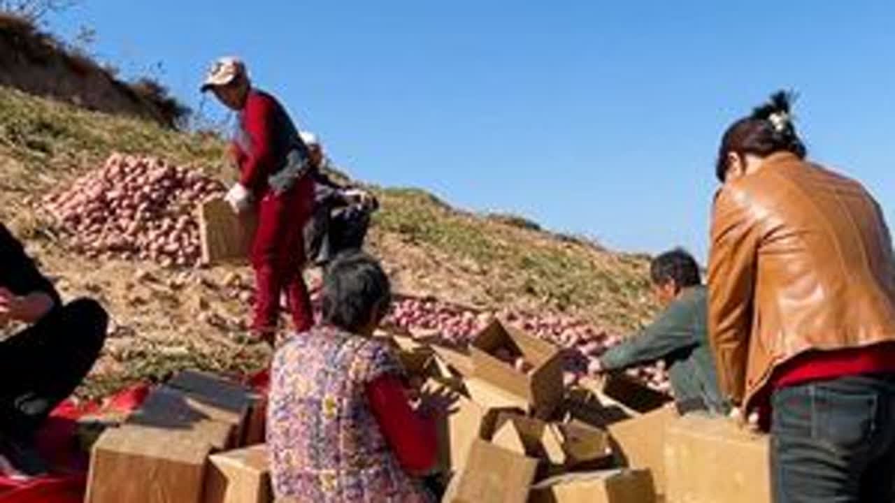 山西吕梁，大春家的红皮土豆刨完了，地里直接装箱，发往全国各地