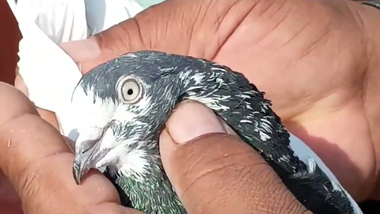 Ustaad Ameer Qudoos Ka Shok  Pakistan Main Mere Birds.