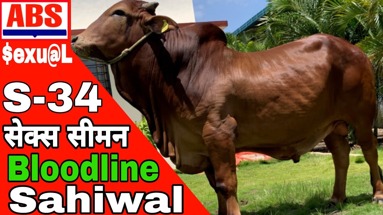 #sahiwal के high #milking bull के #sexed #semen #abs #sag #hldb