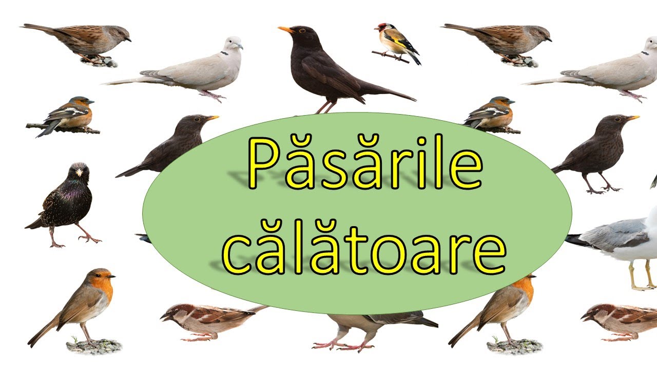 Se întorc păsările călătoare