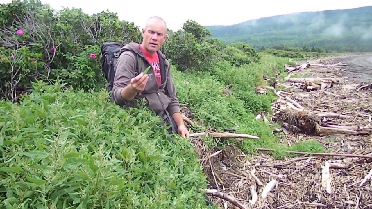 Algues sèches et plantes marines comestibles