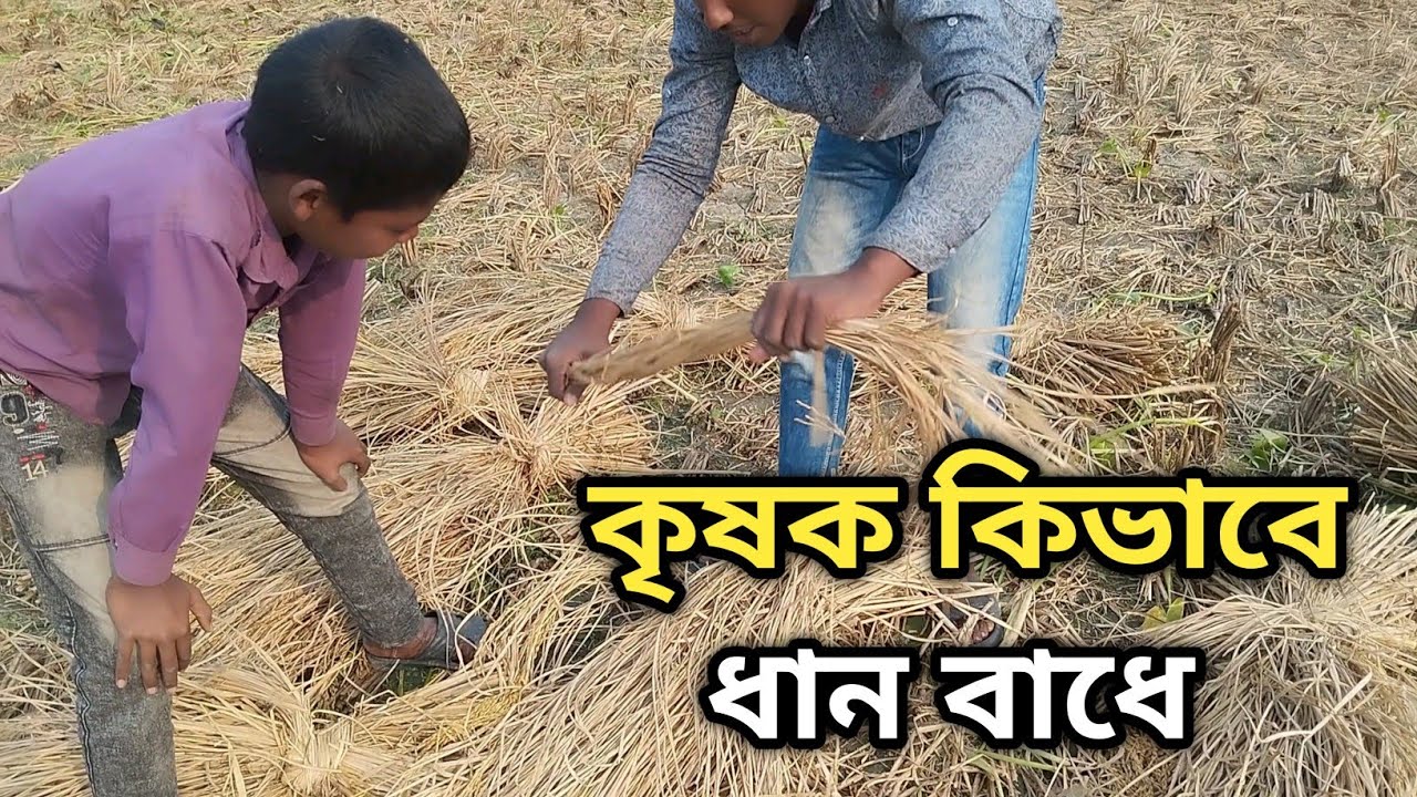 কৃষক কিভাবে ধান বাঁধে / How the farmer binds the paddy / RaselBro
