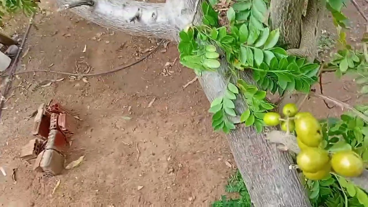 Vamos tirar siriguela no meu Sitio 