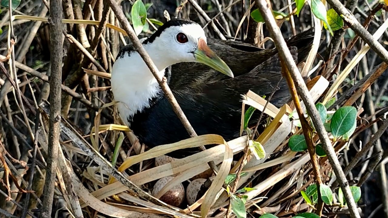 Waterhen Mom Tending Her Nest - Amazing Bird Behavior