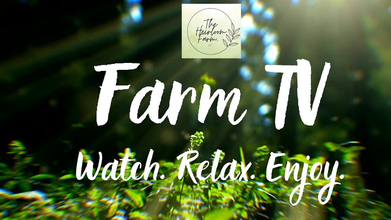 Farm TV | Peaceful Sheep & Goats Grazing (ASMR Pasture with Nature Music)