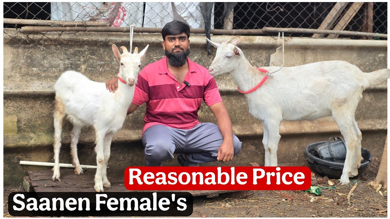Reasonable Price Saanen female's at Al-Ibrahim goat farm Aurangabad 