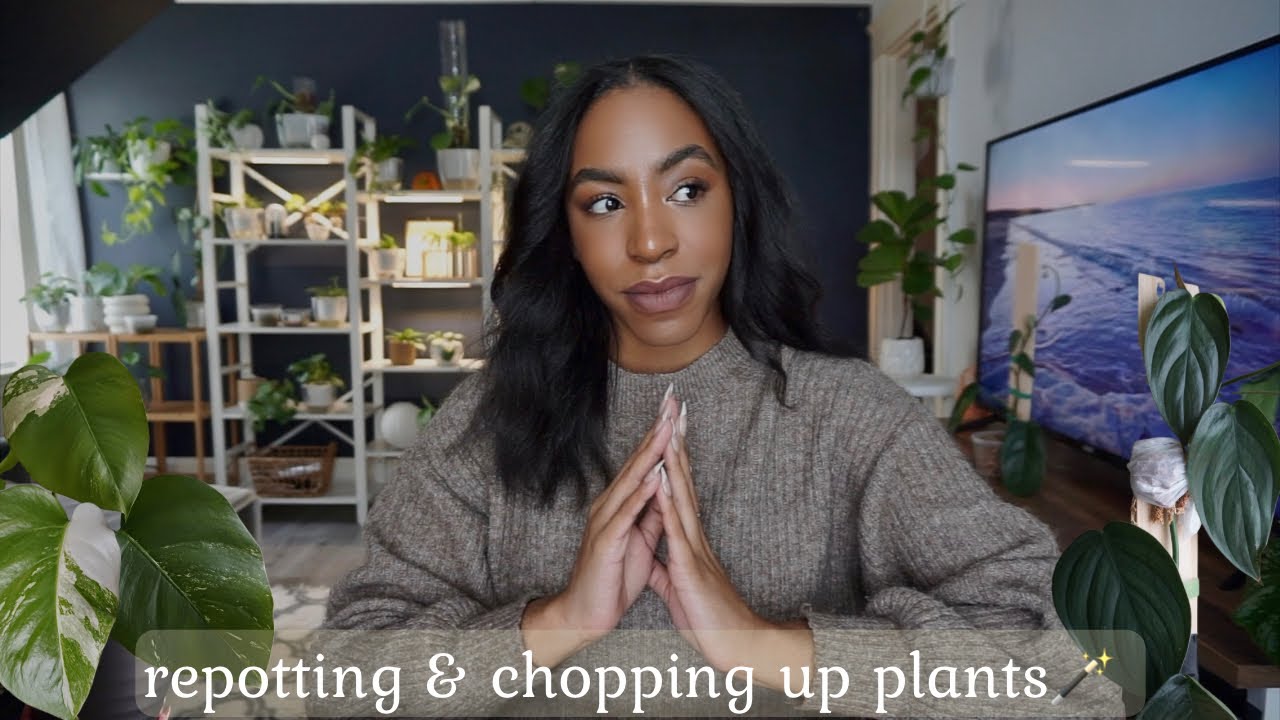 Repotting My Monstera Albo & Chopping Up My Philodendron Burle-Marx Fantasy 🪴