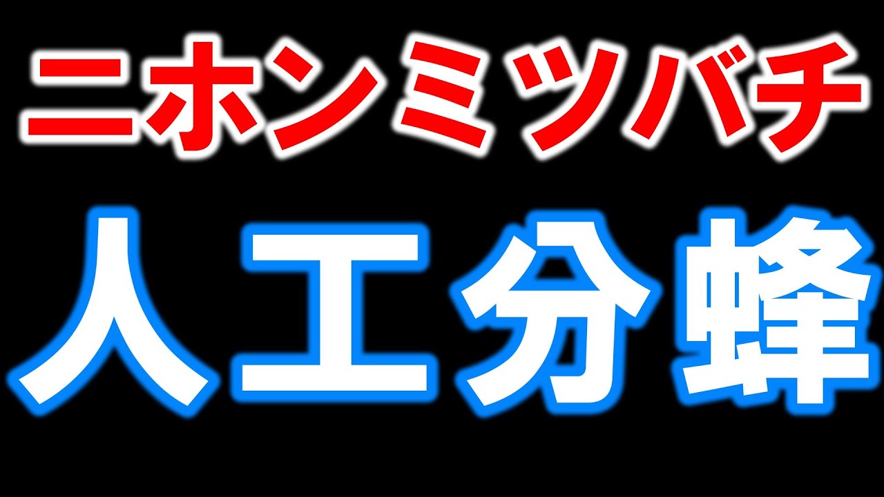 ニホンミツバチ 人工分蜂　Deviding the Japanese honeybees colony