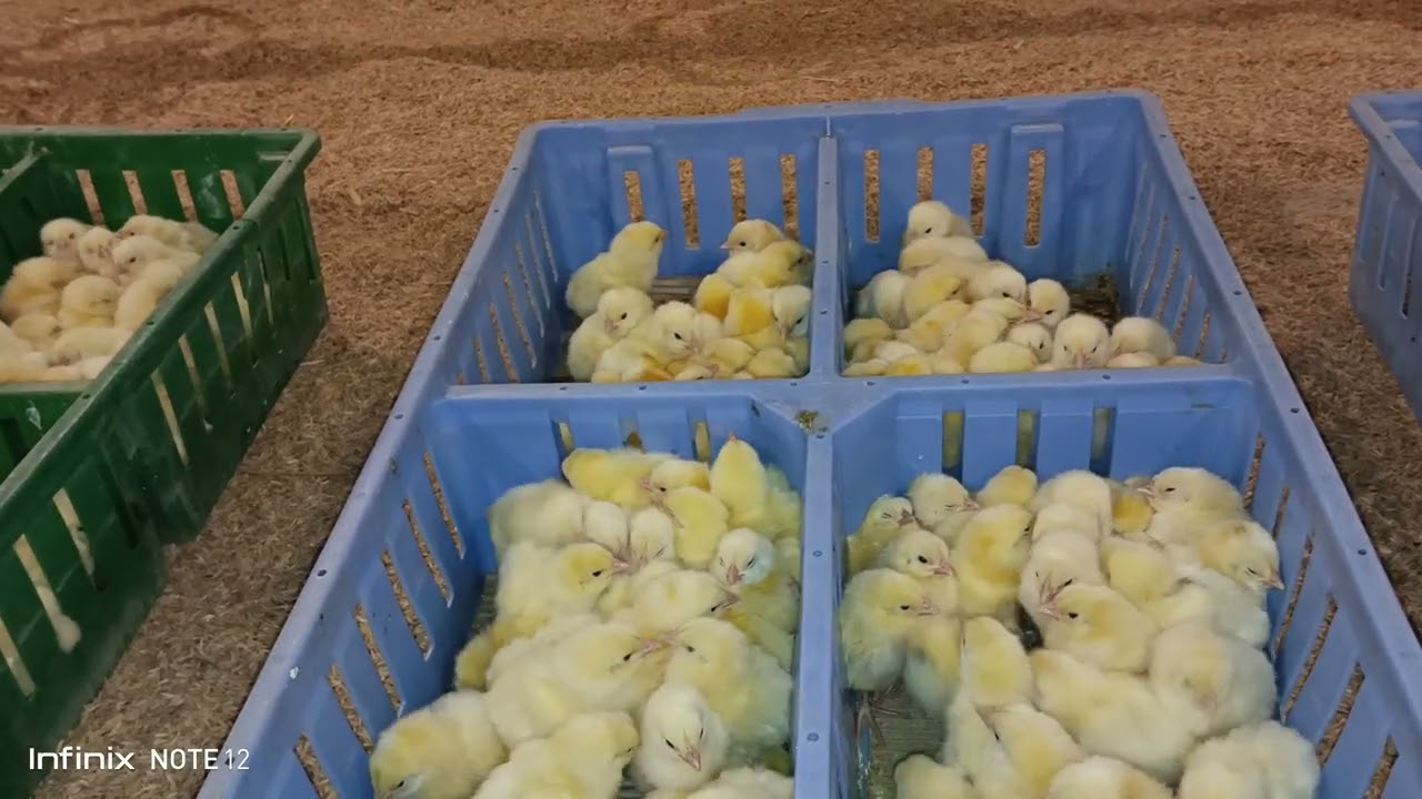 Broiler Chicken 🐔 poultry Farm Day1 | How to Start poultry Farming | Broiler EC house chicks Arrival