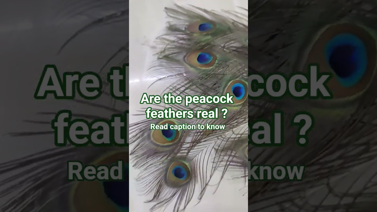 🦚 are the peacock feathers real ? read description to identify