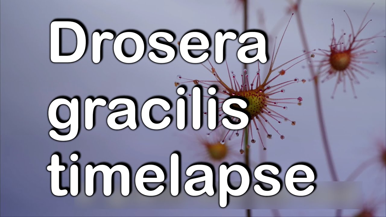 Tuberous sundew Drosera gracilis timelapse 4k/ Knollendrosera Zeitraffer