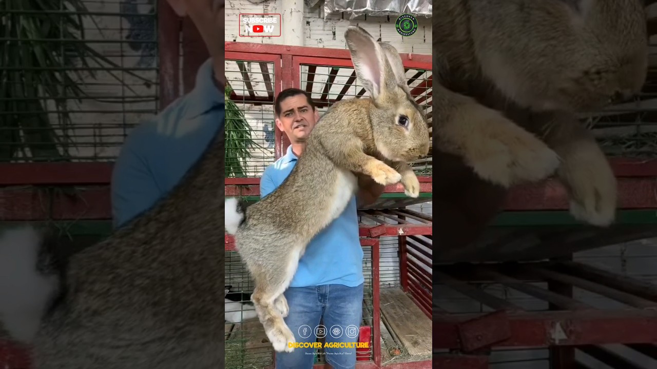 Biggest Rabbit I've ever seen 😱🐰