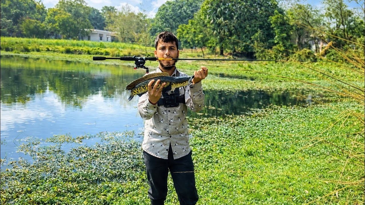 Snakehead Lure Fishing | Insane Topwater Murrel Attacks | Giant Snakehead Catch
