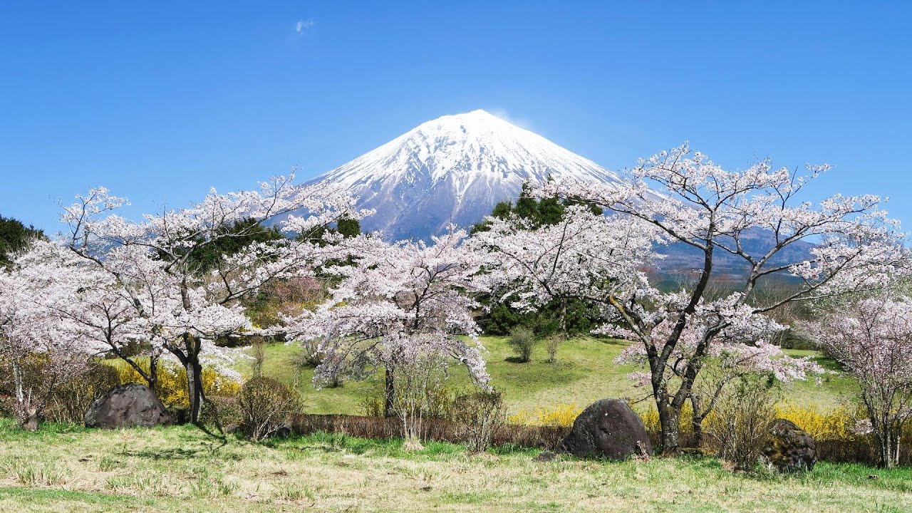 2017.04.19 富士桜自然墓地公園／満開の桜と冨士