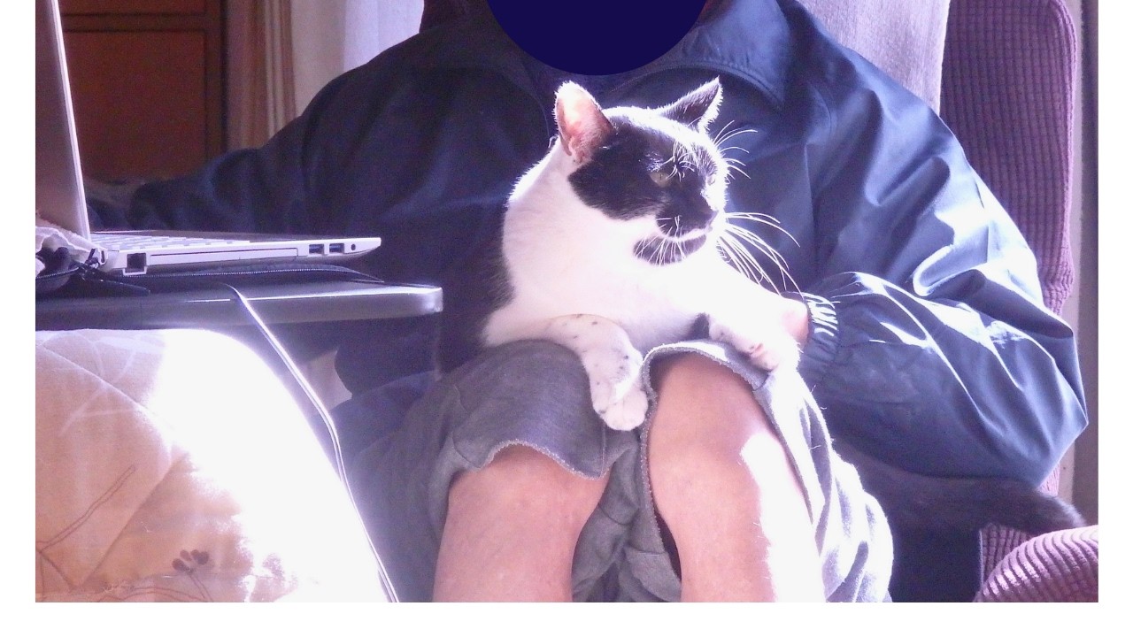三連休の初日、じいじさんと仲良く日向ぼっこをしている子猫ダルちゃん【じいじさんとばあばさんが猫たちと暮らす】