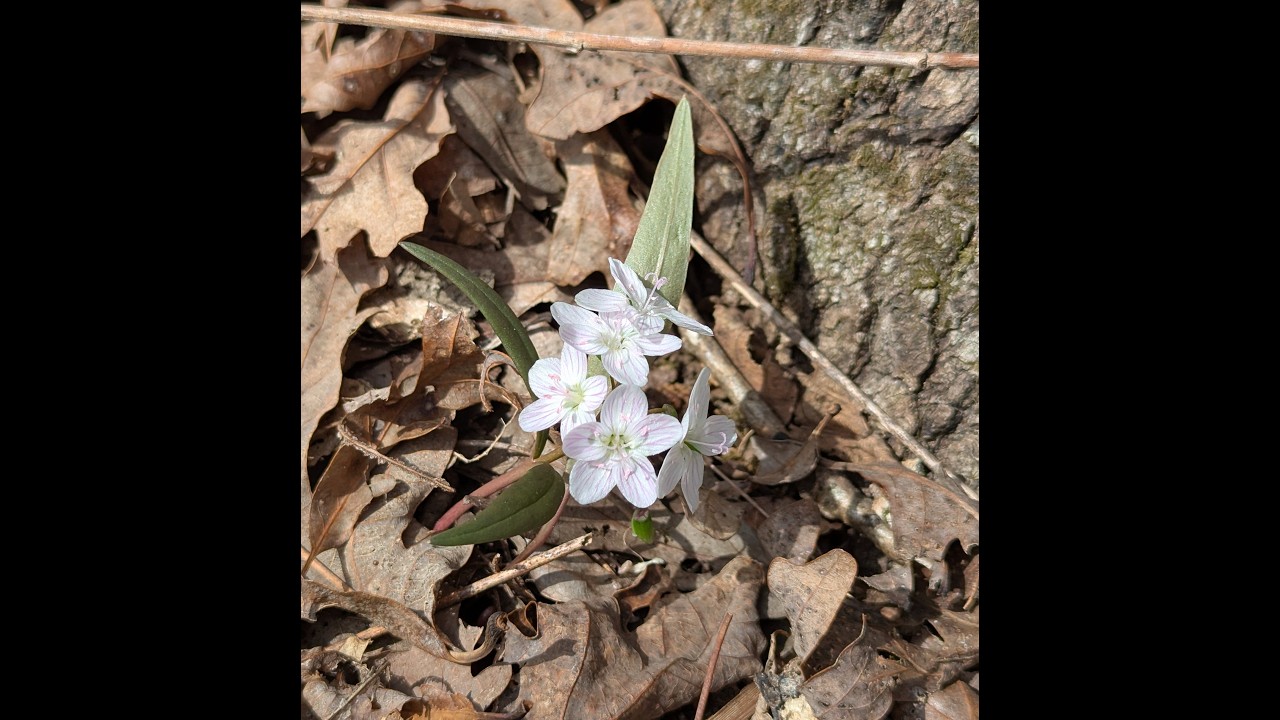 Spring Wildflowers-Painted Rock #wildflowers #wildflowerforest #wildflower #missouri #hiking #nature