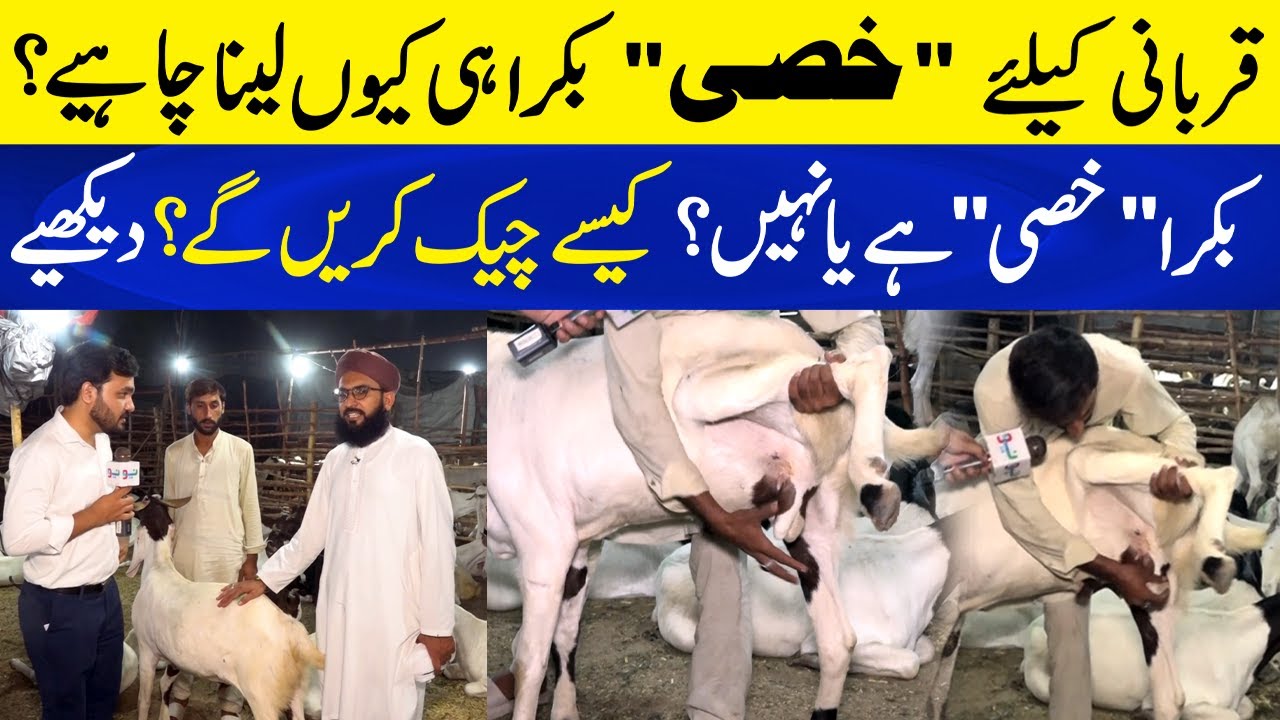 Bakra Khassi hai ya Nahi? kesay Check kryn? | Qurbani kay Liye Khassi Bakra hi Kyun Lena Chahiye?