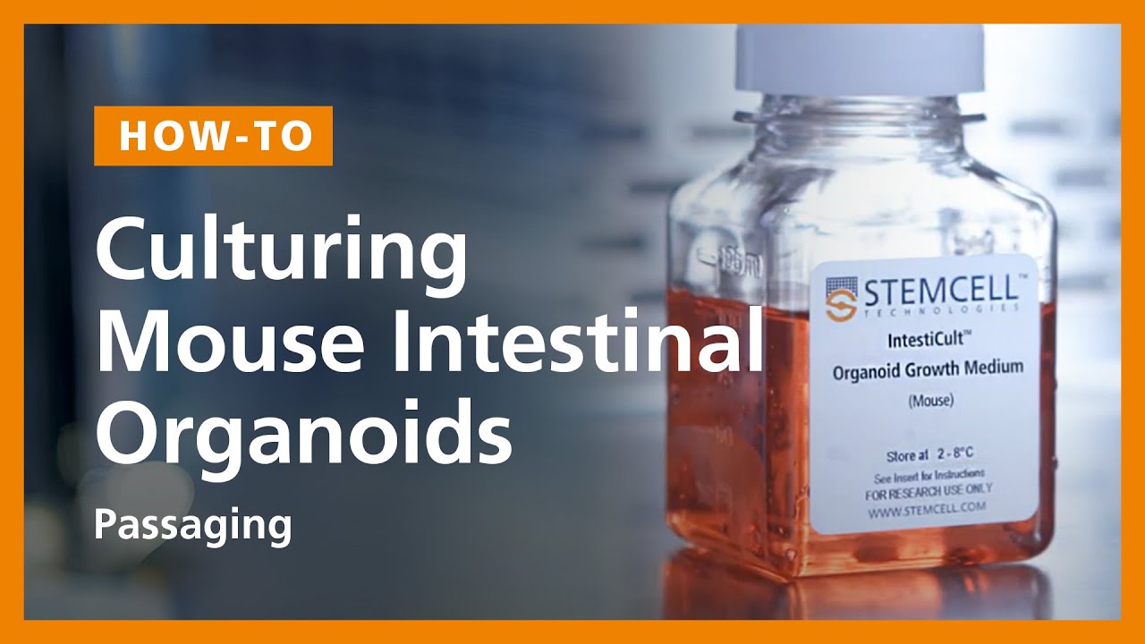 How to Culture Mouse Intestinal Organoids: Passaging