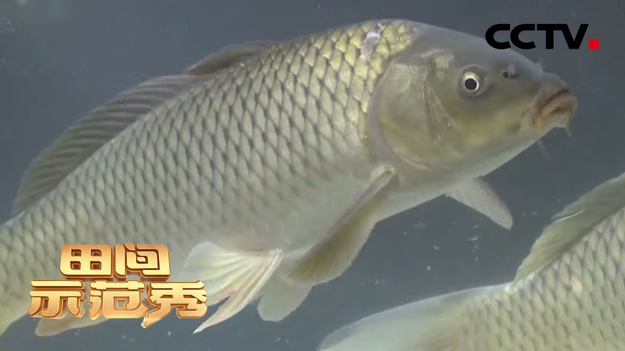 《田间示范秀》乡土专家现场教学：好水养出好鲤鱼 20200428 | CCTV农业