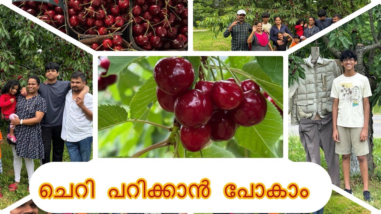 Cherry picking#farming#fruit#fruits#fruitpicking