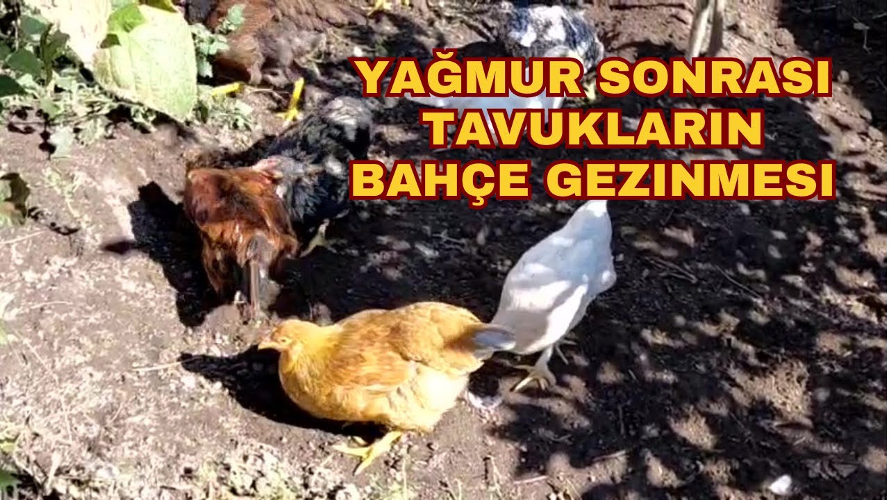 Bahçede Özgür Tavuklar 🌿🐔☀️ | 1. Nesil Tavuklarımız