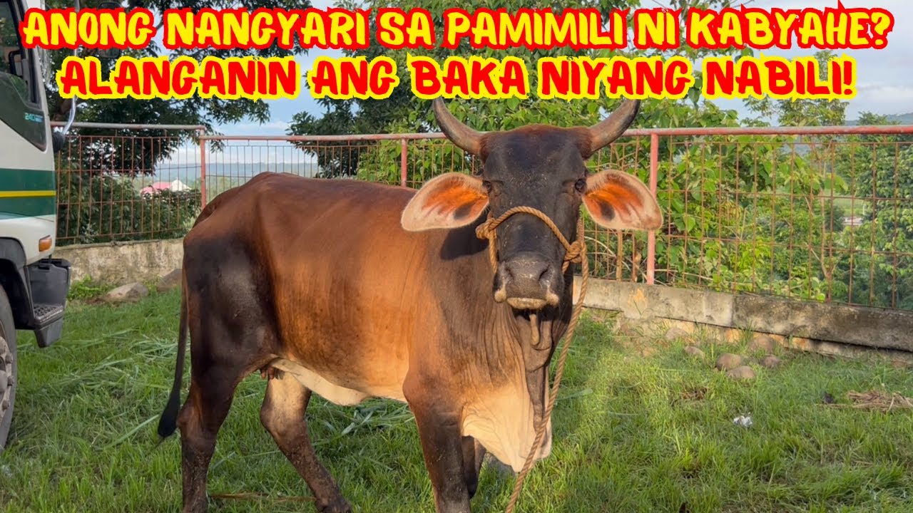 ANONG NANGYARI SA PAMIMILI NI KABYAHE? ALANGANIN ANG BAKA NIYANG NABILI! | SOLLE'S GANDANG BUHAY