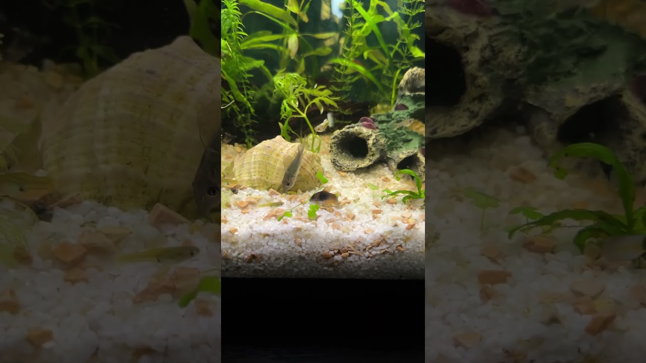 Cory Catfish Species 🐠 Relaxing Aquarium 🐠 Aquarium Relax Music 🐠 Aquarium Fish Life