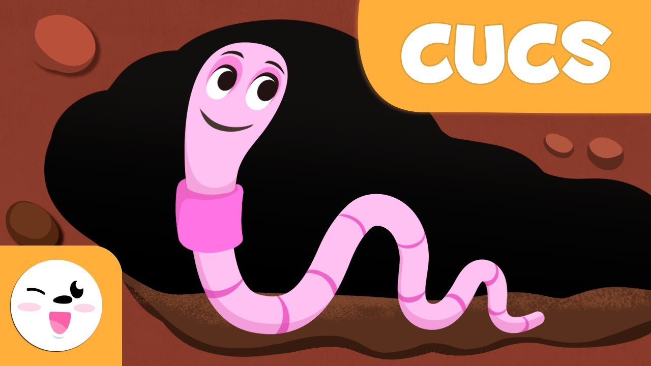 Els cucs per a nens en catal&agrave; - Animals invertebrats - Ci&egrave;ncies naturals per a nens en catal&agrave;