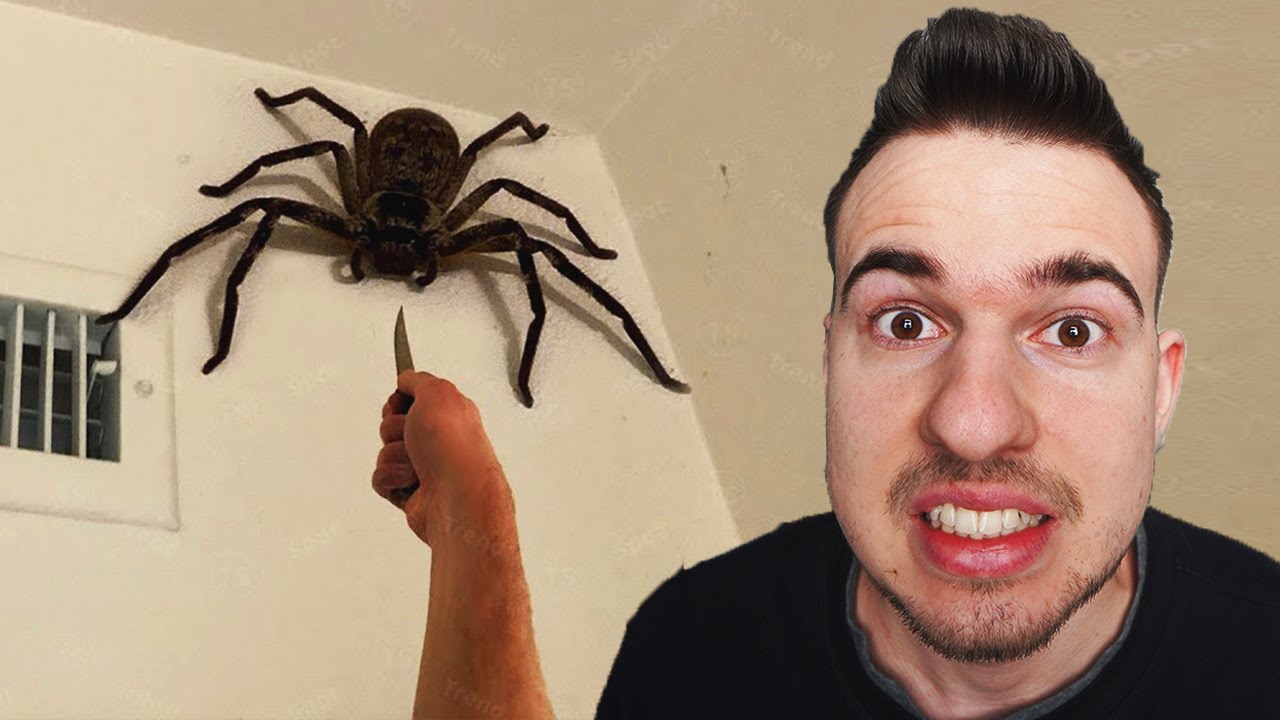Nem Hagyja El a Szobámat Ez A HATALMAS PÓK!