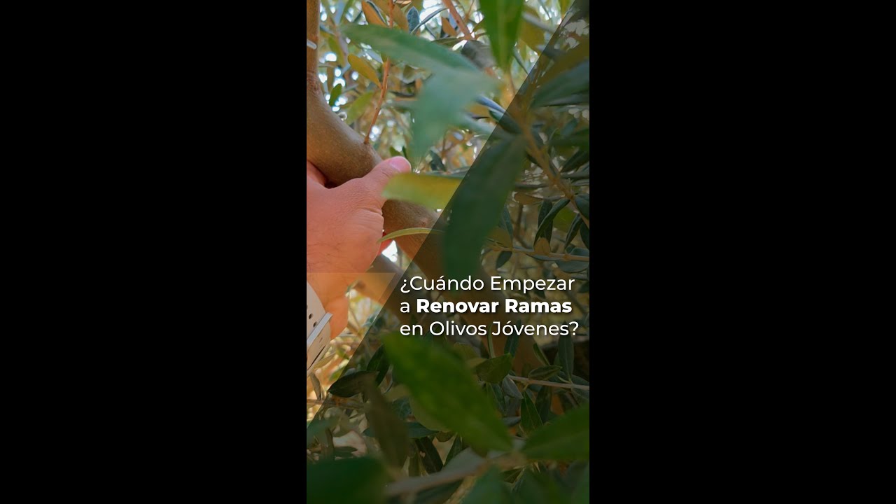 ¿CUÁNDO EMPEZAR A RENOVAR RAMAS EN OLIVOS JÓVENES?