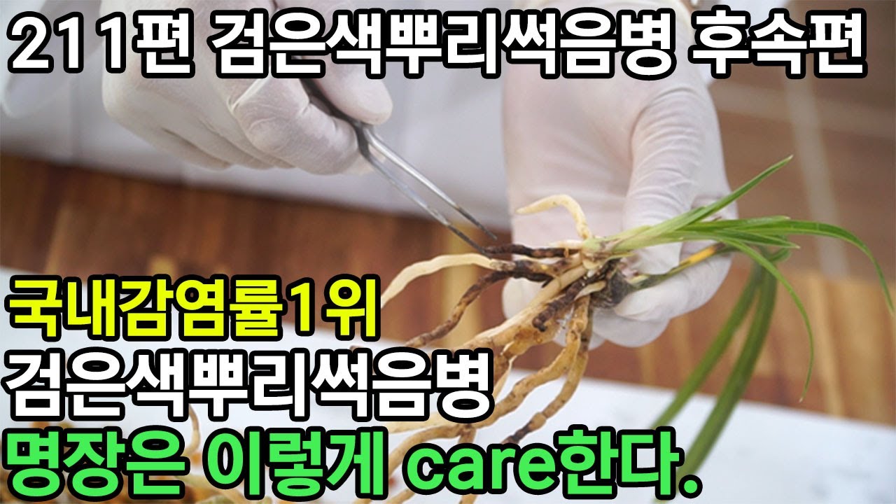 218편 뿌리 썩음병 10개월간 치료 결과는? [춘란, 풍란, 약초,명장,다육,난초,주식,재테크 청년 창업,귀농, 실버]