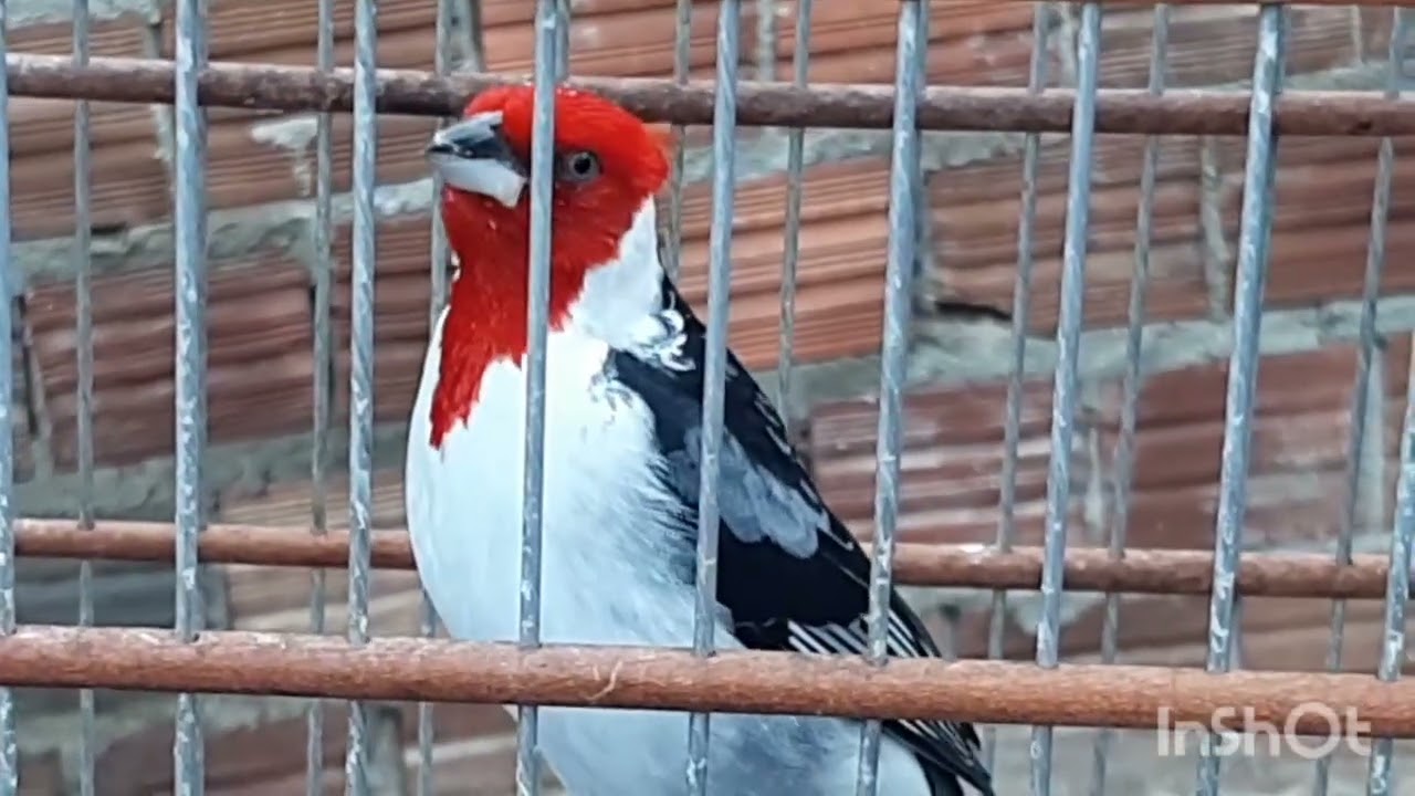 Galo de Campina já vermelho e ainda bravo como deixar ele muito bom na gaiola