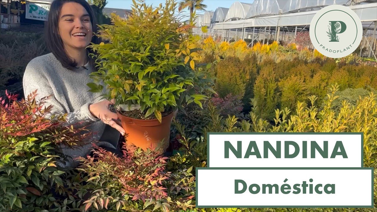 Cuidados y características de la Nandina Doméstica