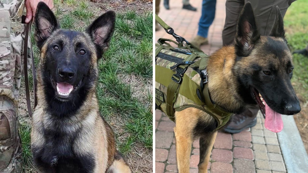 Rocky's recovery: K9 shot by deputy murder suspect expected to return to hunting bad guys