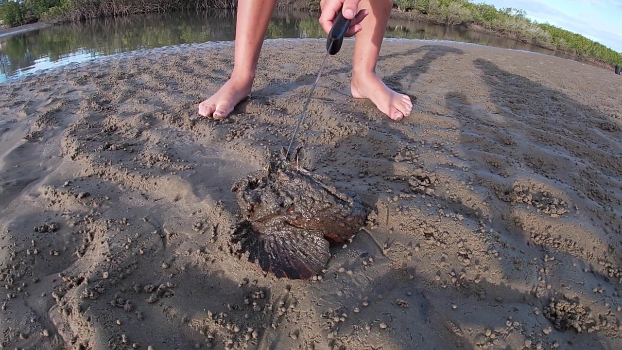 STONE FISH - Tannum Sands QLD AUSTRALIA