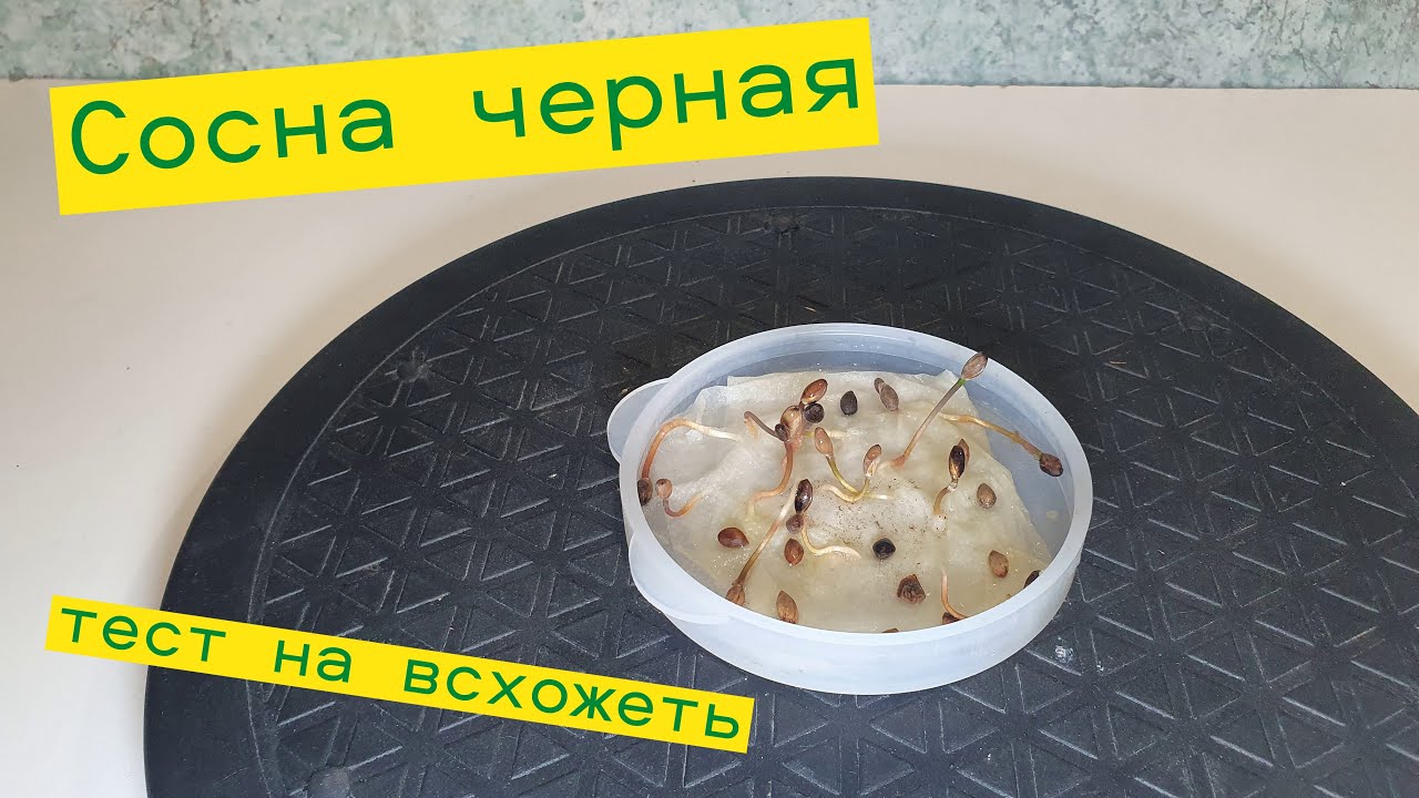 Сосна черная тест из семян 2023