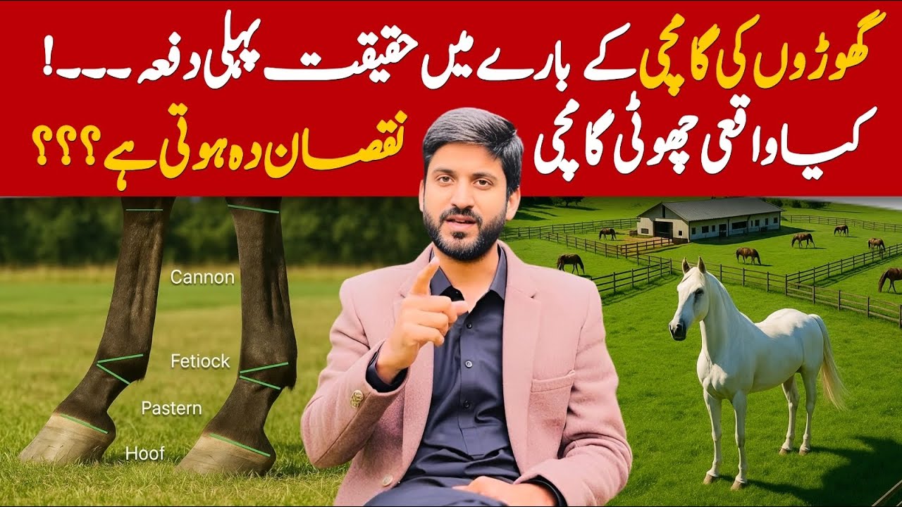 Ghory ke Gamchi kaisi honi Chahiya | Horse pastern Facts | گھوڑےکی گامچی اور حقائق #horse #facts