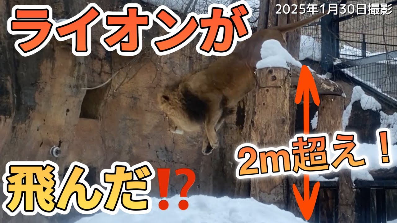 《旭山動物園ライオン＆トラ》ヒェーーー！2M超えから飛ぶライオン！母娘のバトル勃発🤛💨オリト＆ザリアファミリーvol617Lion jumps from over 2m away＆Tiger