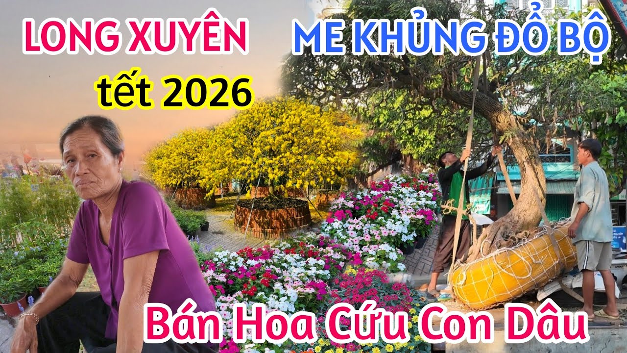 XÔN XAO CHỢ HOA XUÂN LONG XUYÊN AN GIANG 2026 SỐC CỤ BÀ BÁN HOA CỨU CON CẢNH KHỔ HẾT TIỀN MẤT TẾT