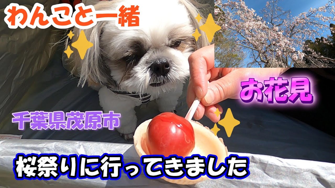 わんちゃんと一緒にお出かけ　お花見🌸　千葉県茂原市