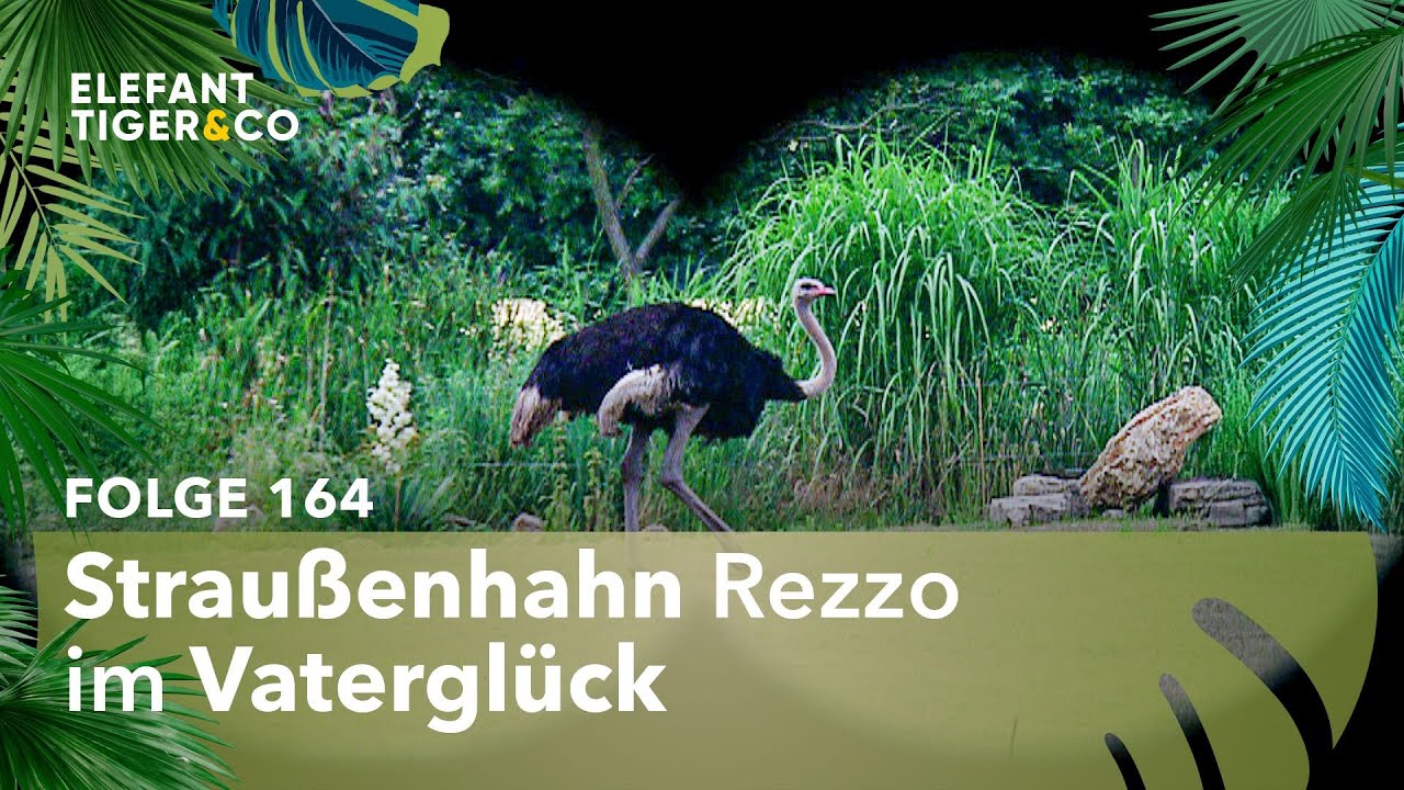 Strauß Rezzo verteidigt seinen Nachwuchs (Folge 164) | Elefant, Tiger & Co. | MDR