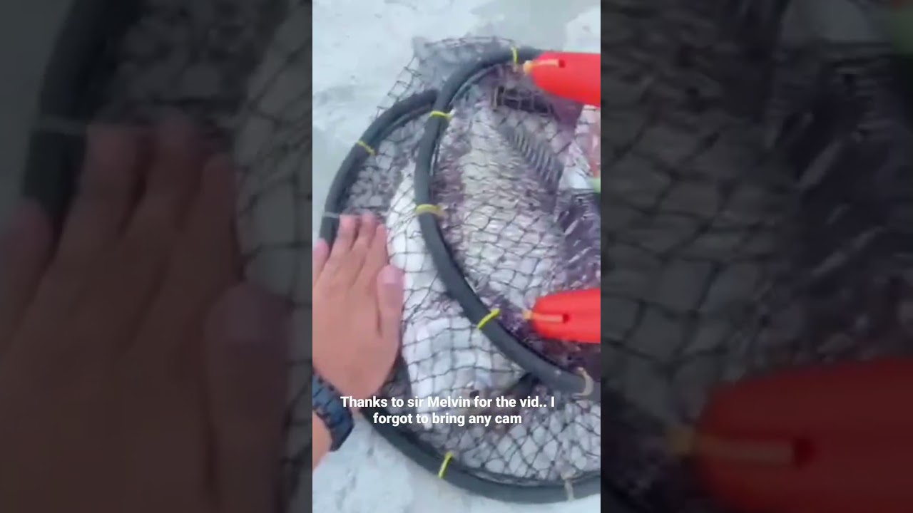 Ultralight fishing for Sea Bream (bicoco) 